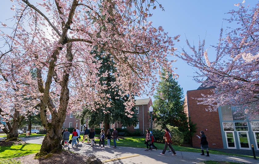Cherry blossom trees outside of Willamette University buildings