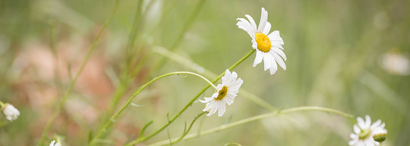 A closeup of blooming daisies.