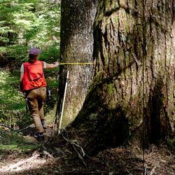 Nancy Floyd: For the Love of Trees