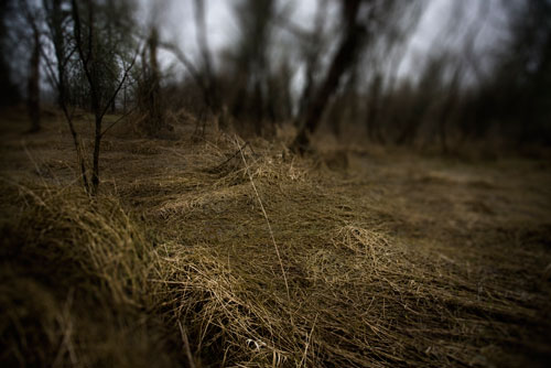 Remains: Photographs by Frank Miller