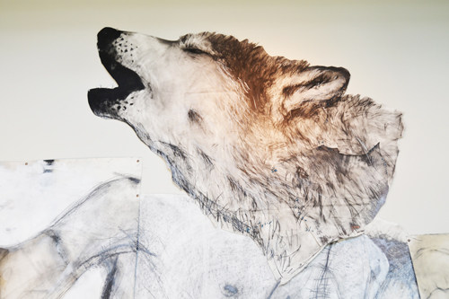 Where-Wolf (Willamette University): A Drawing Installation by Andrew Myers