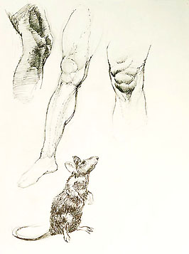 The Hand That Finds, The Hand That Feeds, The Hand That Fails: An Installation of Sketchbook Drawings by Nathan Lewis