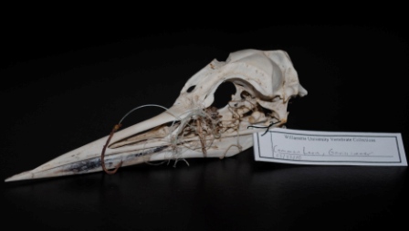 Natural History Collection Gallery at Willamette