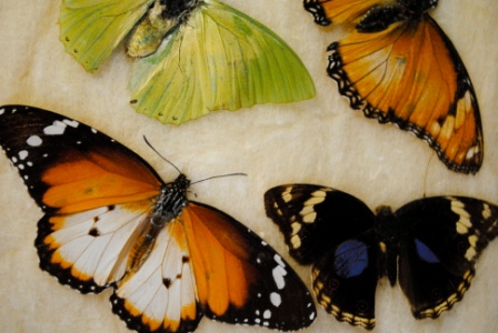 Natural History Collection Gallery at Willamette