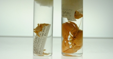 Natural History Collection Gallery at Willamette