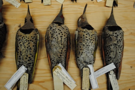 Natural History Collection Gallery at Willamette