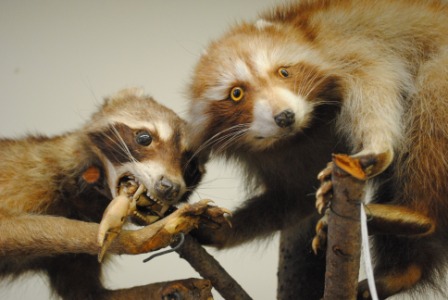 Natural History Collection Gallery at Willamette