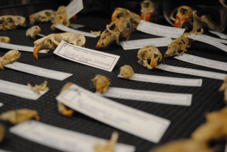 Natural History Collection Gallery at Willamette