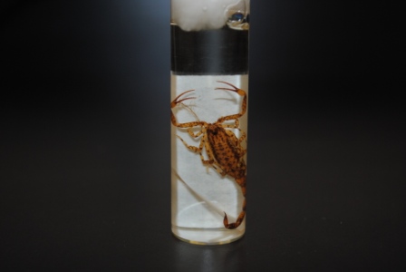 Natural History Collection Gallery at Willamette