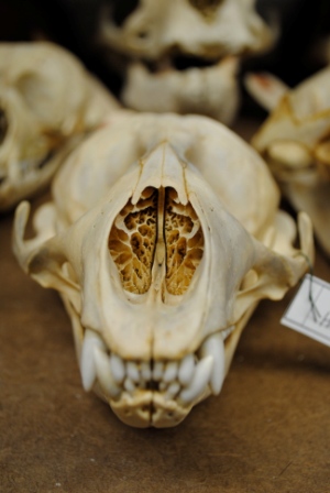 Natural History Collection Gallery at Willamette