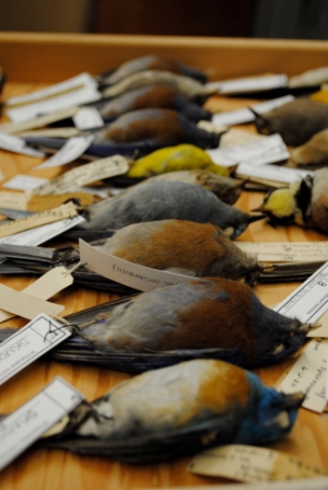 Natural History Collection Gallery at Willamette