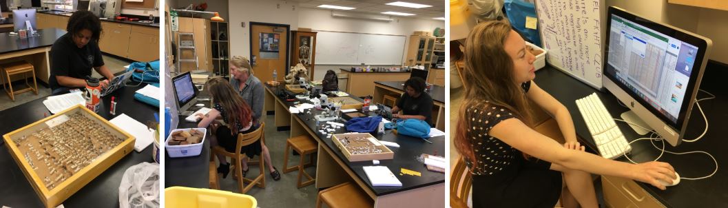 Briana Lindh, Plant communities, including their pollinators