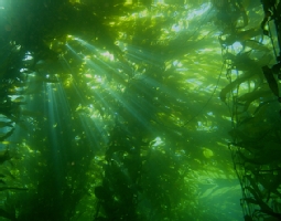Kelp Forest