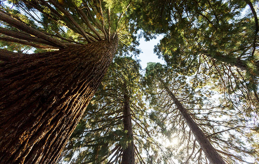 Decorative Image of Star Trees