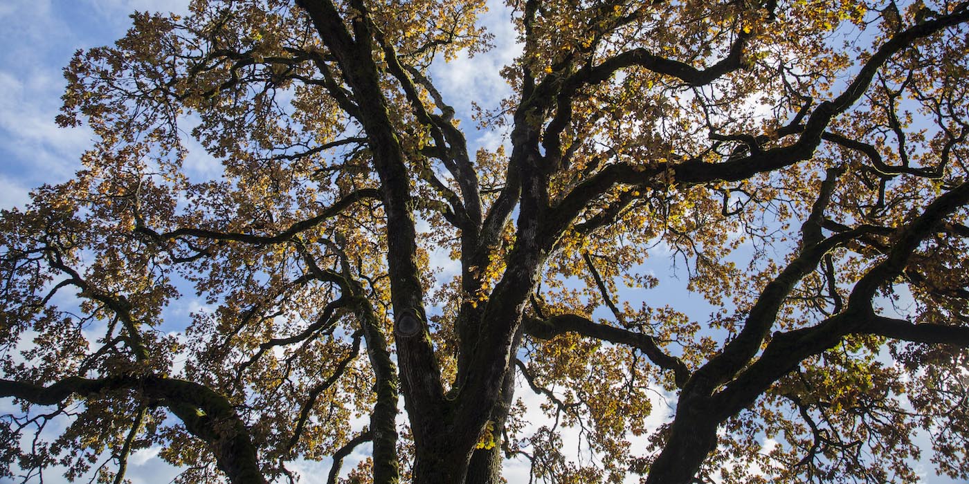 Oregon White Oak in the Sparks parking lot