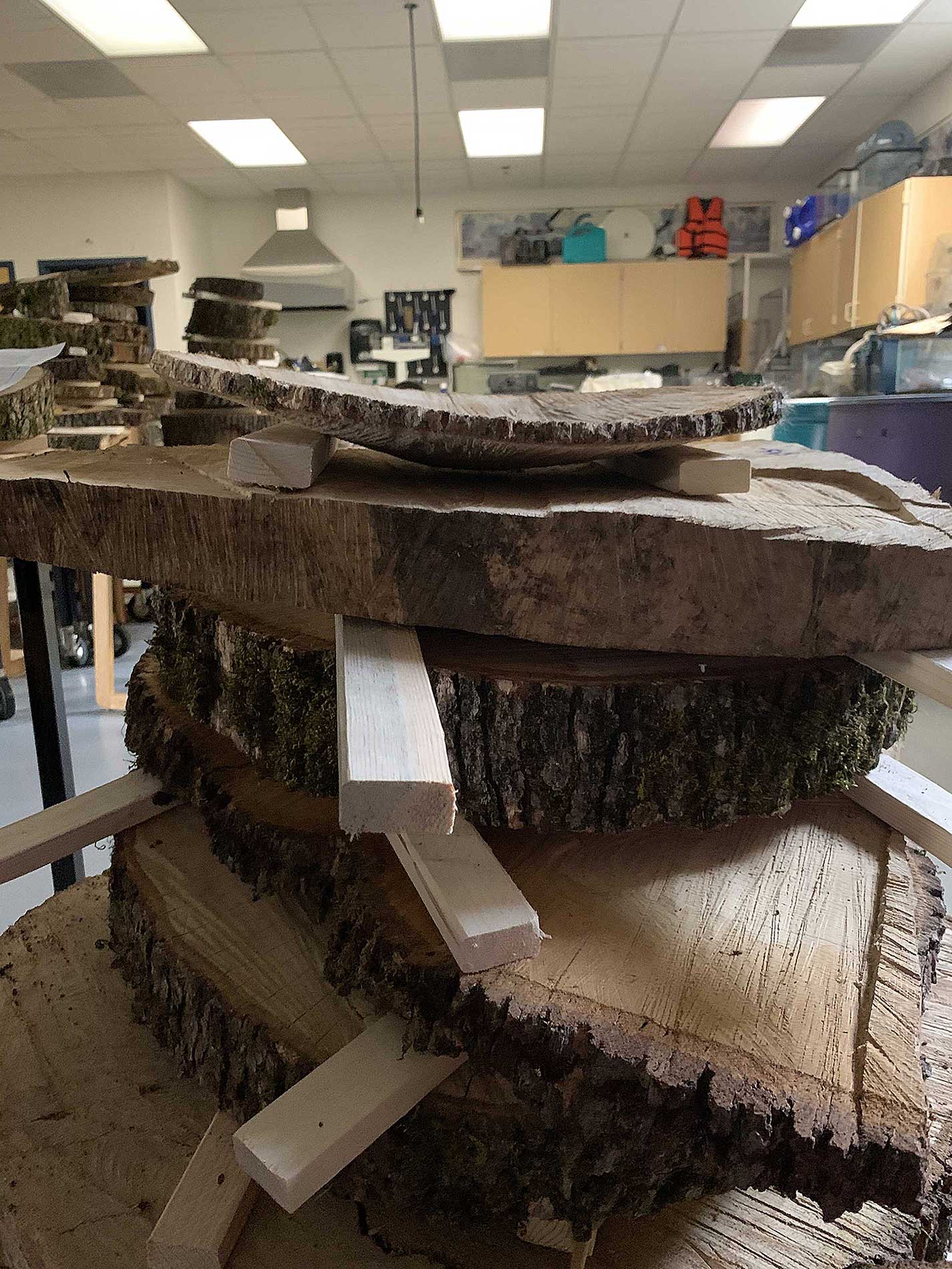 Oak cookies drying