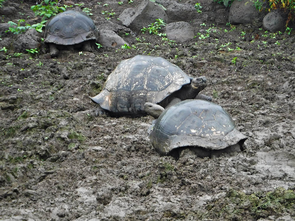 Galapagos giant tortoise