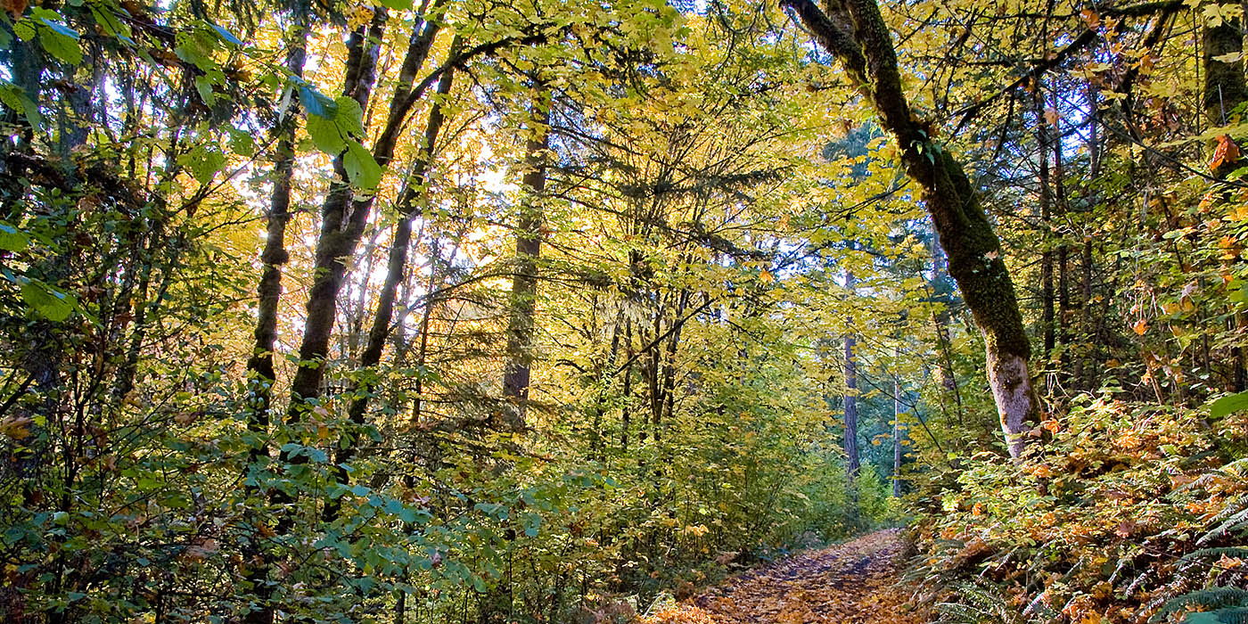 Forest Trail