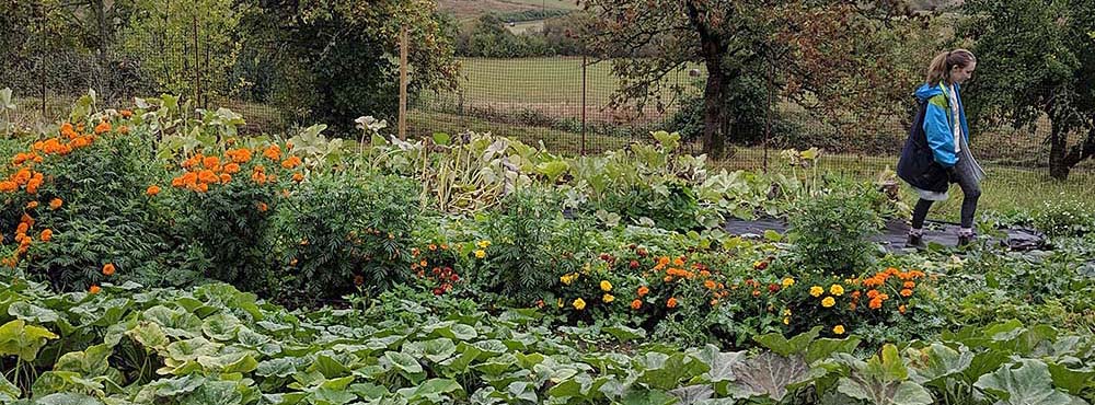 A person walking through a garden
